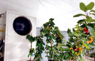 遼寧省大連市、山東省淄博市櫻桃大棚休眠、升溫項目