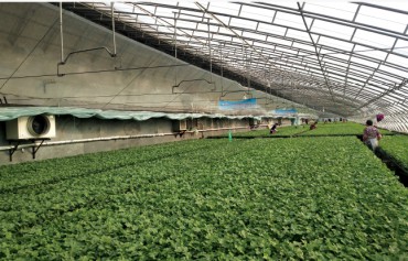 山東偉麗苗業(yè)育苗基地空氣源熱泵熱風機取暖項目